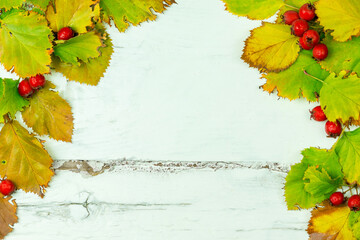 Hawthorne leaves and berries on a white wooden background