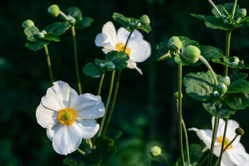flower peace white green little