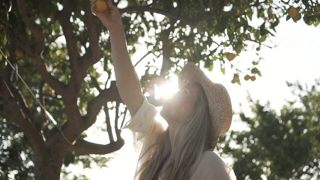 Young woman with long dress and straw hat picking oranges at sunset on a rural farm in Ibiza, Spain. Follow shot in slow motion.