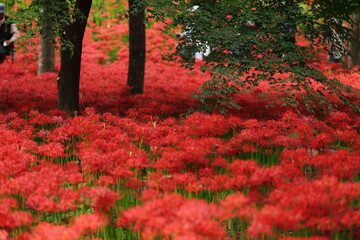 Naklejka premium 巾着田の彼岸花