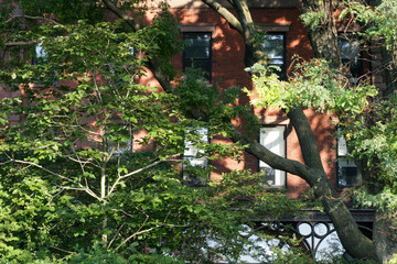 tree green abstract city nature