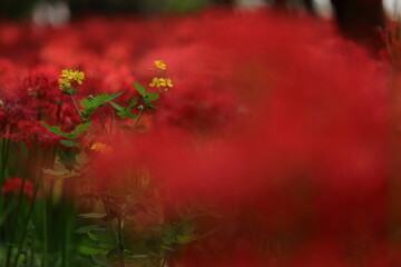 巾着田の彼岸花
