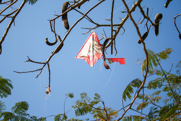 tree blue sky kite leafs