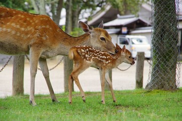 fawn and mather deer in Nara Park in Nara, Japan　鹿の親子　初夏の奈良公園