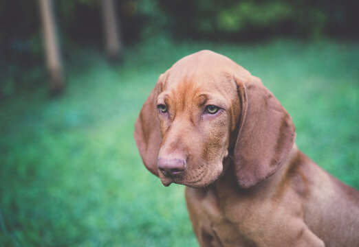Portrait of a Young Hungarian Vizsla puppy. The dog is sitting and looking down.