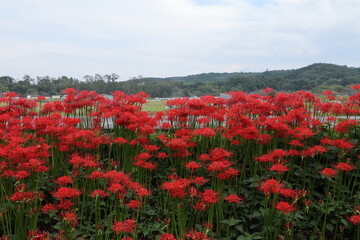 巾着田の彼岸花
