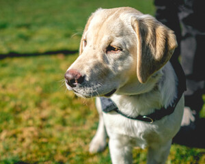 Labrador Retriever guide dog puppy in the grass in a sunny day