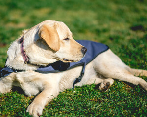 Labrador Retriever guide dog puppy in the grass in a sunny day