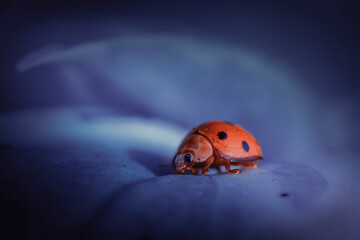 Beautiful image of ladybug on leaf with blue color tones