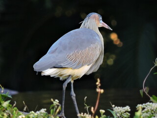 great blue heron