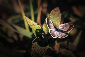 Beautiful macro moody art of close up butterfly sitting on leaf