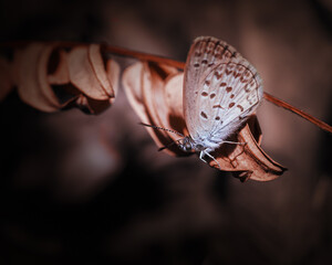Beautiful Macro moody art of little butterfly resting on grass plant
