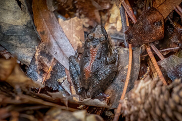 Top view of a Northern Cricket Frog resting on the moist forest floor. Raleigh, North Carolina.