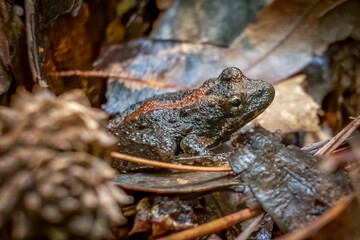 A Northern Cricket Frog rests on the moist forest floor. Raleigh, North Carolina.