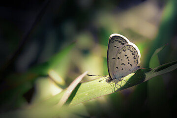 Beautiful moody macro image of little butterfly sitting on green leaf.