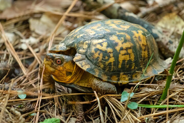 A male Eastern Box Turtle with a damaged carapace in the forest. Raleigh, North Carolina.