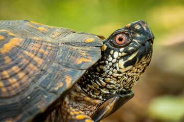 Obraz premium An Eastern Box Turtle with unique markings in the forest. Raleigh, North Carolina.