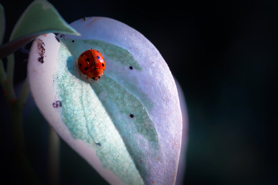 Macro moody image of ladybug sleeping on a leaf