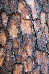 pine bark abstract