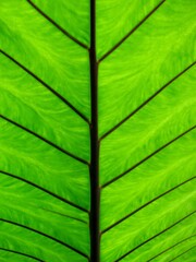 Close-up of Taro leaf back side with midrib, veins and venules.