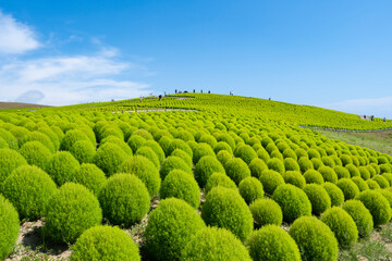 ひたち海浜公園のコキア