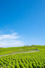 ひたち海浜公園のコキア