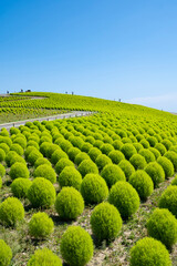 ひたち海浜公園のコキア