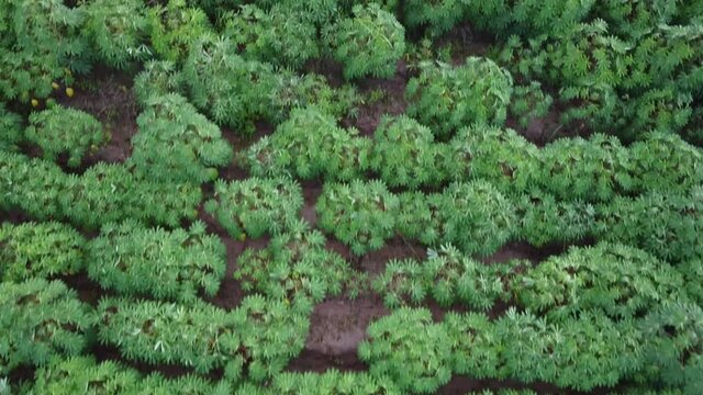 Top view picture of cassava plantation at dusk
