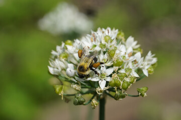 Bee on flower.