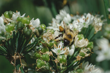 Bumblebee on flower.