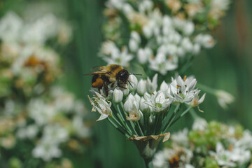 Bee on flower.