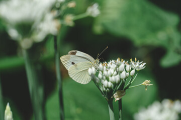 White butterfly on flower.