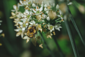 Bee on flower.
