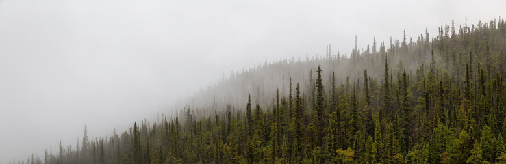 Foggy View of Green Trees in a Rainforest during a rainy summer morning. Taken in Northern British Columbia, Canada.