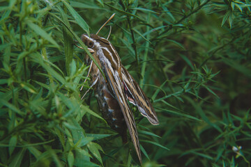 Moth resting in bushes.