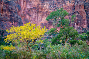 Zion national Park in Fall colors, Utah Landscapes.