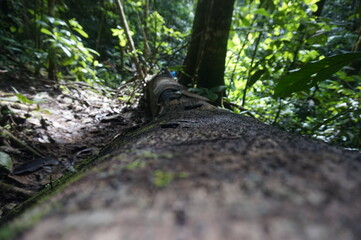 Log in the forest