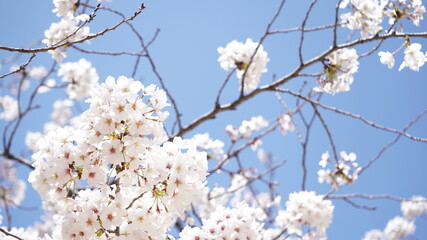 桜