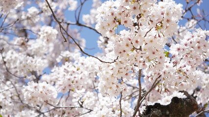 桜