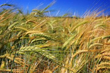 Golden ears of wheat in the field