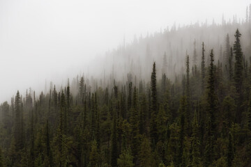 Foggy View of Green Trees in a Rainforest during a rainy summer morning. Taken in Northern British Columbia, Canada.