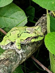 green lizard on a tree