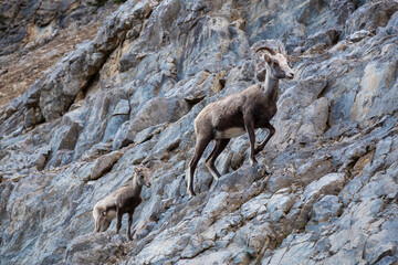 Mountain Sheep on a Rocky Cliff. Mother and her Baby. Taken in Northern British Columbia, Canada.