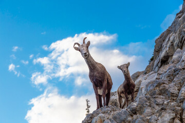 Mountain Sheep on a Rocky Cliff. Mother and her Baby. Taken in Northern British Columbia, Canada.
