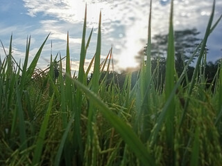 Fototapeta premium grass and water
