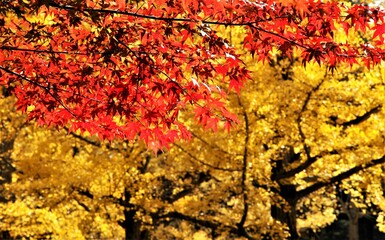 錦秋の紅葉