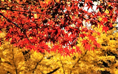 錦秋の紅葉