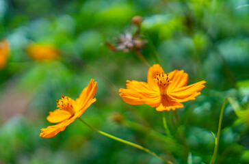 yellow flower on green background