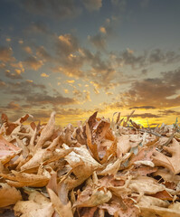 leaves pile dry in autumn season