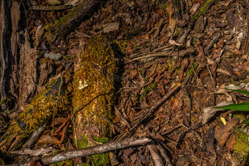 tree roots in the forest